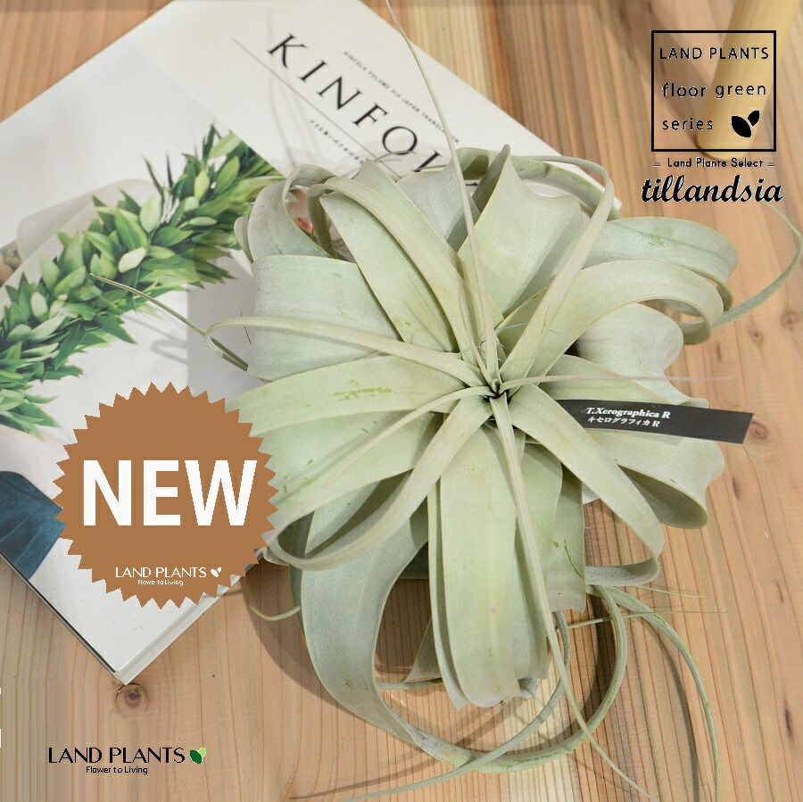 楽天市場】エアープランツ キセログラフィカ 【XLサイズ】約30cm