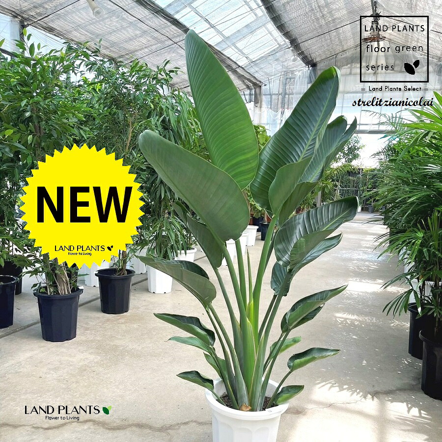 オーガスタ（ストレリチア） 10号 プラスチック鉢 1鉢 H160cm 程度 鉢 鉢植え 植木鉢 陶器 ストレチリア オーガスタ｜LAND PLANTS 店 21,158円