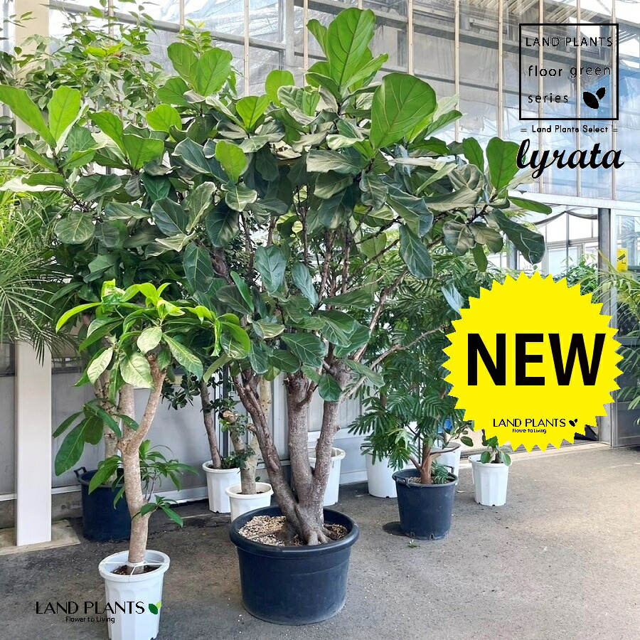 楽天市場】観葉植物 カシワバゴム・バンビーノ（フィカス・リナータ