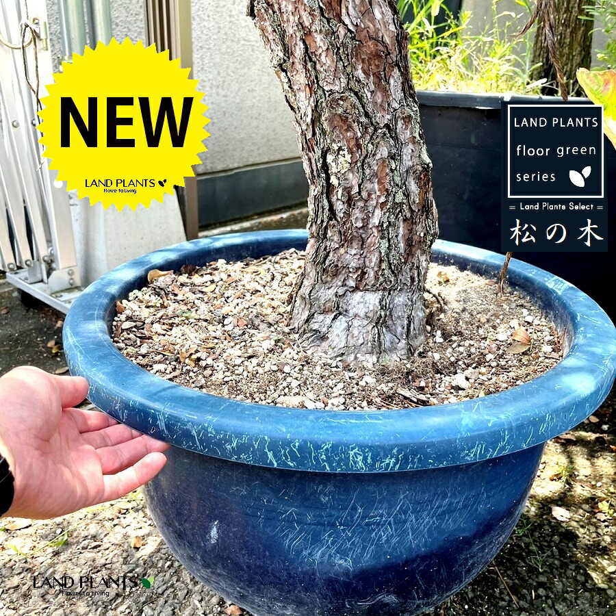 松の木さん専用 imgrc0117992174.jpg