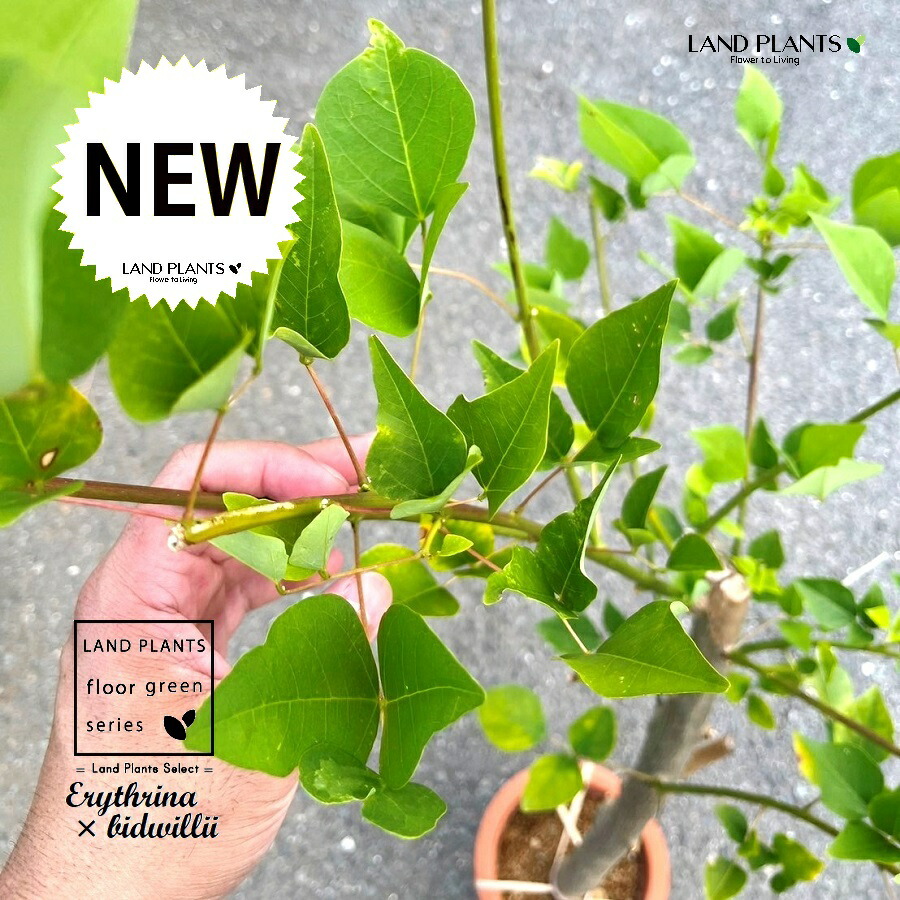 サンゴシトウ　珊瑚紫桐　梯梧　落葉樹 約1.5メートル サンゴシトウ 珊瑚紫桐 梯梧 落葉樹 約1.5メートル