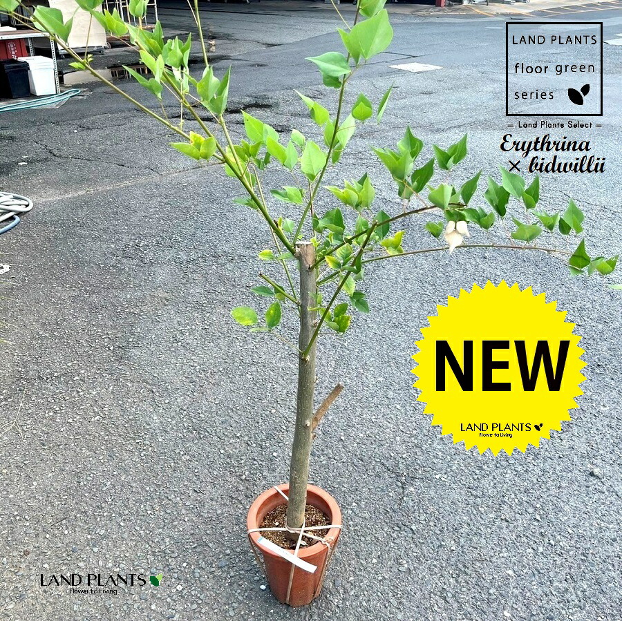 楽天市場】【現品発送】サンゴシトウ（珊瑚紫豆） 8号鉢植え 幹太 苗木