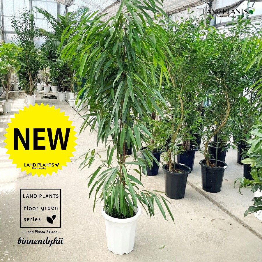 楽天市場】ゴムの木（ショウナンゴムの木）（10号鉢）細葉タイプの