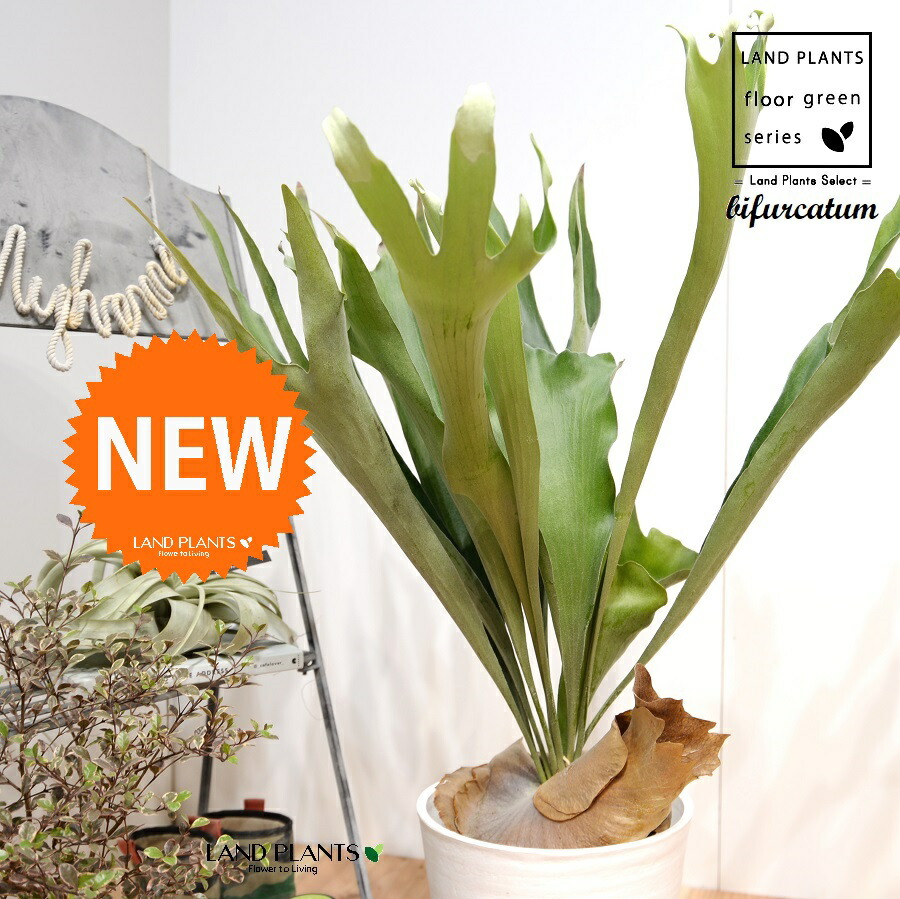 楽天市場】コウモリラン セメント風 角鉢 4号【ビカクシダ 観葉植物