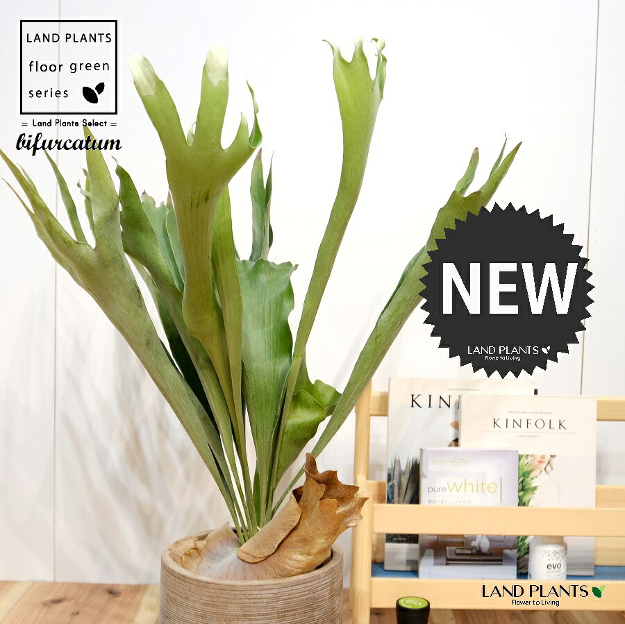 コウモリラン（立性） デザインの良い テラコッタ鉢 1鉢 【ココファイバー・受皿】大型 シダ シダ植物 platycerium bifurcatum