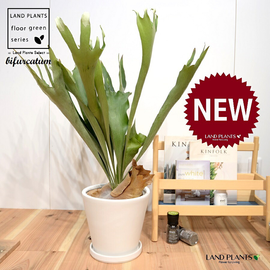 コウモリラン（立性） 白色 マット ラウンド型 陶器鉢 Lサイズ 1鉢 【受皿】大型 シダ シダ植物 platycerium bifurcatum