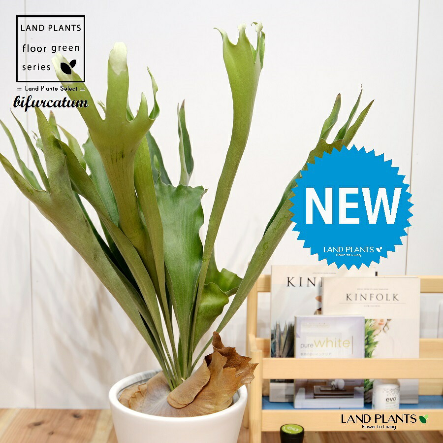 コウモリラン（立性） 白色 マット ラウンド型 陶器鉢 Lサイズ 1鉢 【受皿】大型 シダ シダ植物 platycerium bifurcatum