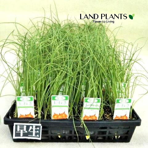 楽天市場】「即納品」タマネギ苗(泉州玉ねぎ苗)3号ポット苗4個(J01