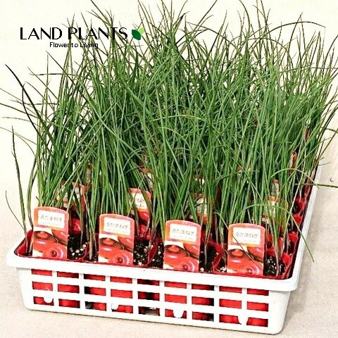 楽天市場】長期保存用玉ねぎ苗「タマネギOK」100本 即納品