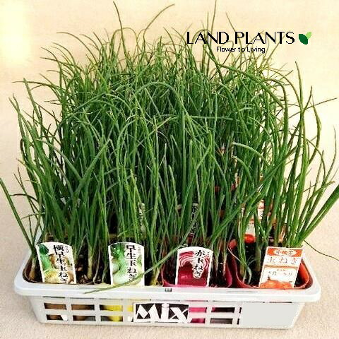 楽天市場】「即納品」タマネギ苗(泉州玉ねぎ苗)3号ポット苗4個(J01