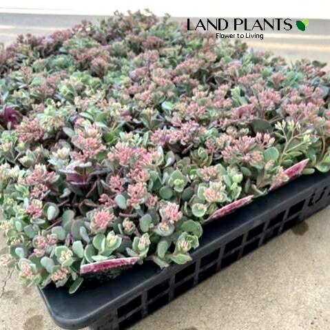 楽天市場】ミセバヤ[寒霞渓獅子] フギレ(深裂)葉 小上苗・珍品・花木