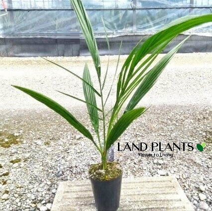 23　 ナツメヤシ 苗　約70〜90cm 10本セット 23 ナツメヤシ 苗 約70〜90cm 10本セット ryokkaboku_natume-50