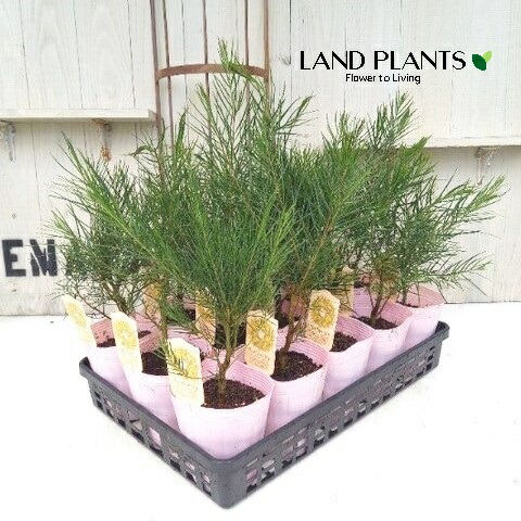 楽天市場】アカシアの木 【フロリブンダ】 H150cm 7号ポット苗 : 苗木