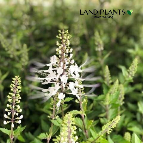 楽天市場】レオノティス・レオヌルス（ライオンズイアー） 4号 ポット