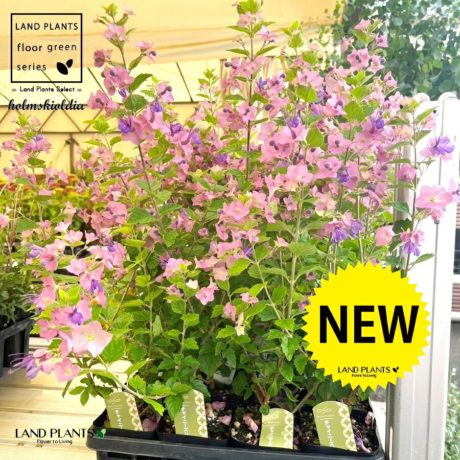 楽天市場】チャイニーズハット（ホルムショルディア） 苗 苗木