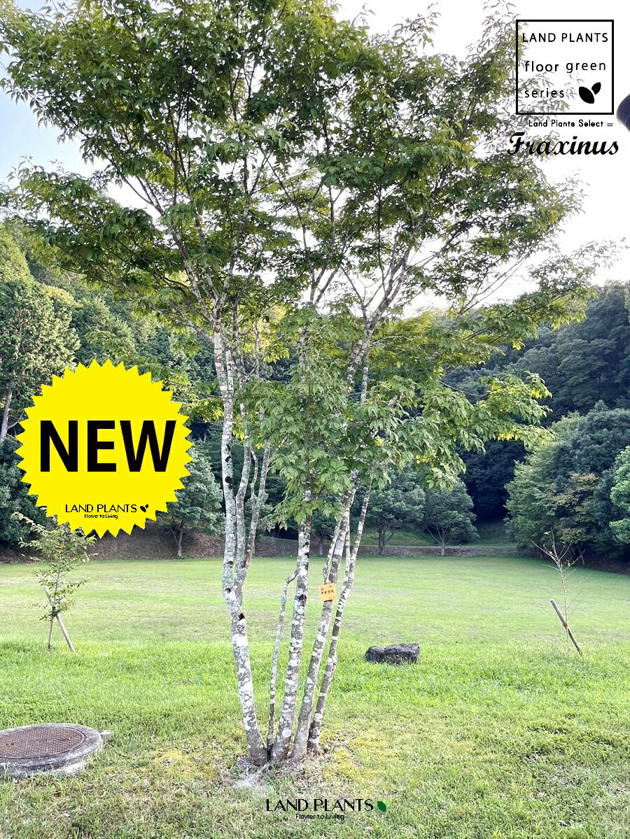 楽天市場】【現品発送】アオダモ 株立ち 樹高2.4-2.5m(根鉢含まず