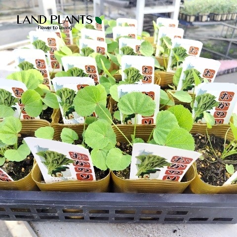 【ケース販売：24入】 オカノリ（陸海苔） 3.5号 ポット苗 24鉢 フユアオイ Malva verticillata L. var. crispa L.｜LAND PLANTS 店