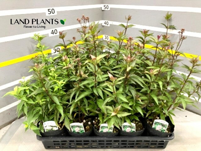 ぱるる様　フジバカマ 楽天市場】斑入りフジバカマ苗（ユーパトリウム ）ピンクフロスト 3.5