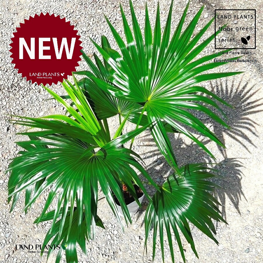 楽天市場】ヤシの木 【 ビロウヤシ】 6号鉢植え : 苗木部 by 花