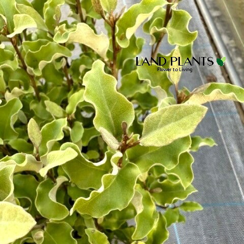 【ケース販売：3入】 オレアリア （パニクラータ） 6寸 ポット苗 3鉢 OLEARIA "PANICULATA"｜LAND PLANTS 店 16,320円