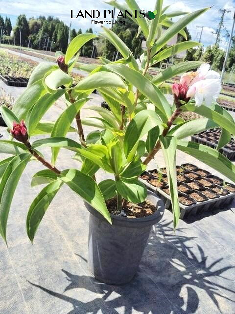 コスタス スペシオサス（フクジンソウ） 8号 プラスチック鉢 1鉢 コスツス スペキオスス Costus speciosus