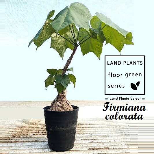 フィルミアナ（コロラータ） 5寸 プラスチック鉢 1鉢 塊根植物 コーデックス フィルミアナコロラータ Firmiana colorata 10,003円