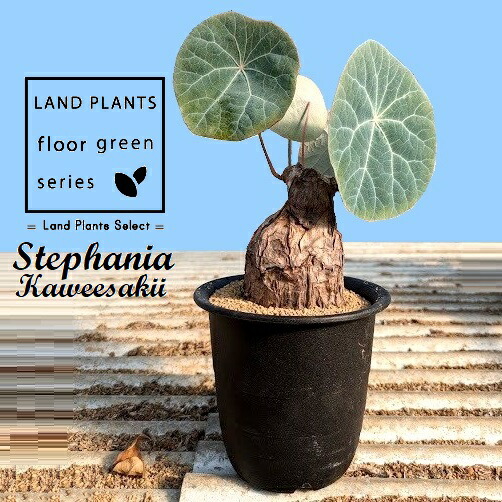 楽天市場】ステファニア（カウエサキー） 3寸 プラスチック鉢 1鉢 ステファニアカウエサキー Stephania Kaweesakii : LAND  PLANTS 楽天市場店