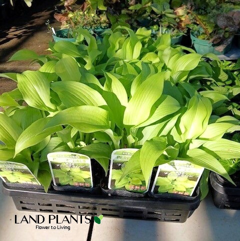 楽天市場】ギボウシ（ホスタ）ミラクルレモニー（黄花種）3.5号苗（g01