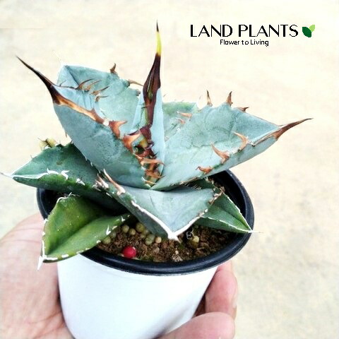 楽天市場】アガベ（氷山：ヒョウザン）Sサイズ 2.5号 プラスチック苗 1