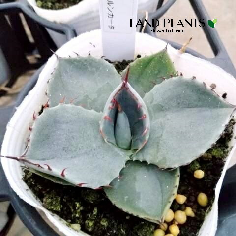 楽天市場】PLANCHU 多肉植物 アガベ パリー トランカータ 3.5号