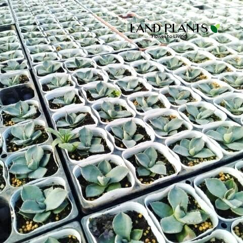 楽天市場】PLANCHU 多肉植物 アガベ パリー トランカータ 3.5号