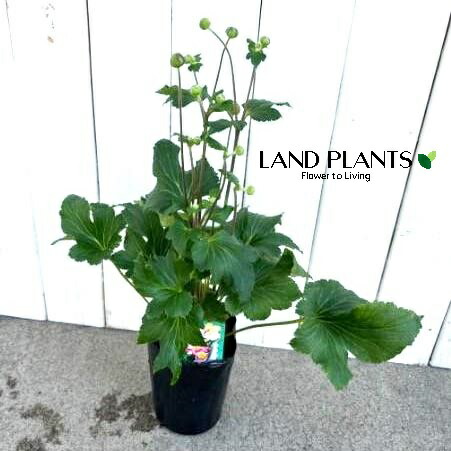 楽天市場】【色で選ぶ】八重咲き秋明菊'（シュウメイギク）3号ポット苗