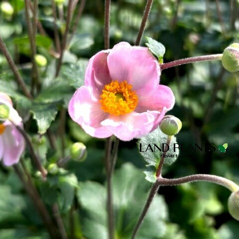 楽天市場】秋明菊（シュウメイギク） モモイロブーケ 3.5号 : 千草園芸