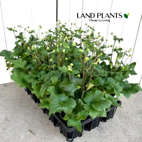 秋明菊苗 楽天市場】【色で選ぶ】八重咲き秋明菊'（シュウメイギク）3号ポット苗