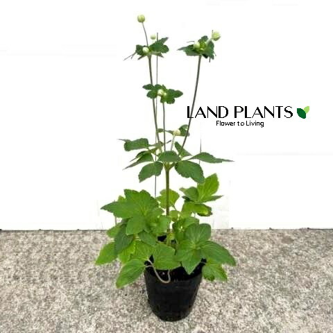 楽天市場】秋明菊（シュウメイギク） めいげつ（白一重） 3.5号苗（i07