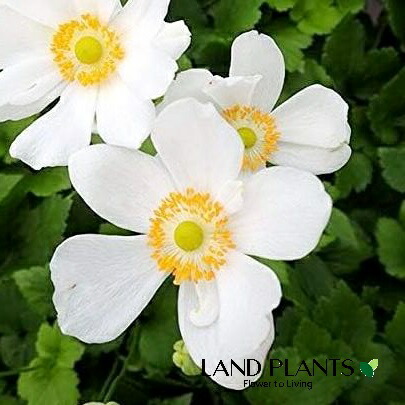 信州産　秋明菊桃色・白　joy様　ご確認用です♪ 信州産 秋明菊桃色・白 joy様 ご確認用です♪ 楽天市場】秋明