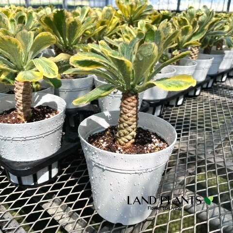 ユーフォルビア（ポイソニー） 5寸 プラスチック苗 1鉢 Euphorbia poissonii