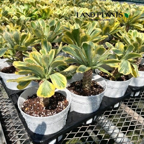 EUPHORBIA JOURNAL 1 ユーフォルビア 洋書 植物 インテリア EUPHORBIA JOURNAL 1 ユーフォルビア 洋書 植物 インテリア