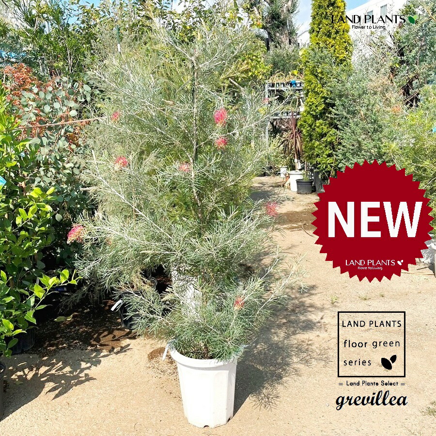 楽天市場】【苗木】 グレビレア（ロブスタ） 3.5号 ポット苗 1鉢