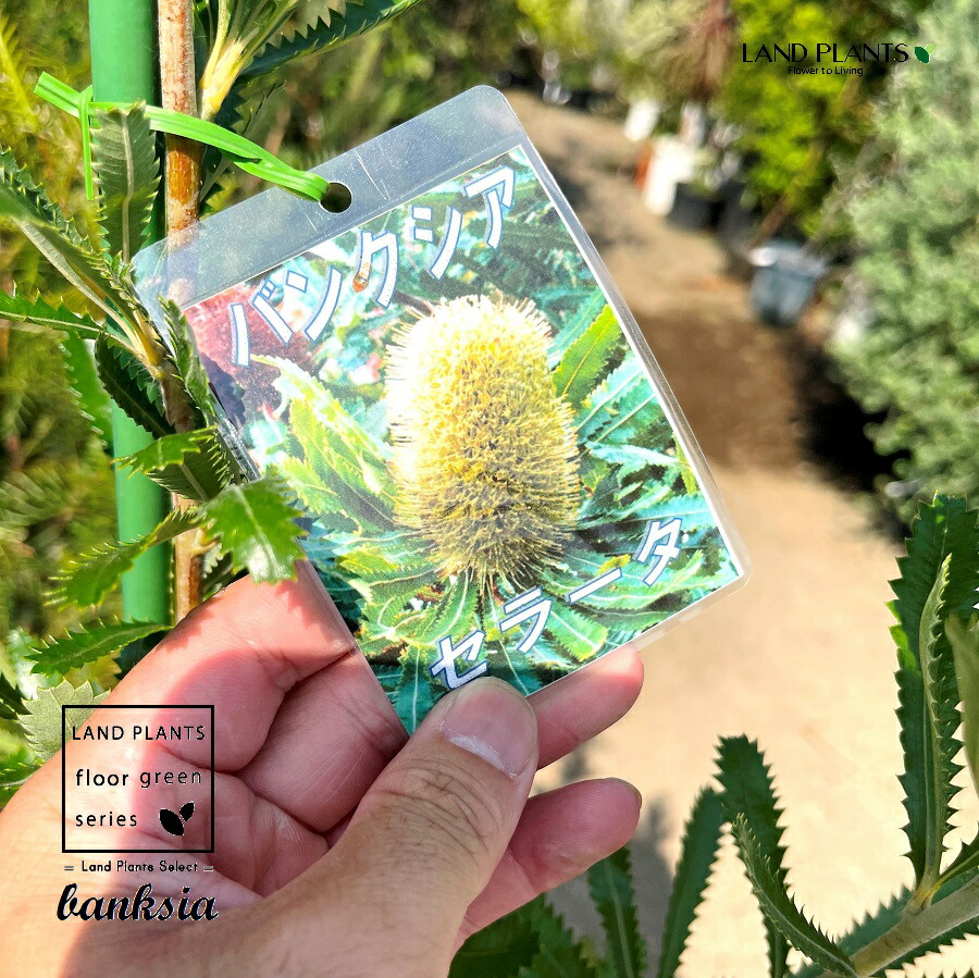 楽天市場】日時指定できません。【現品・現物】バンクシア