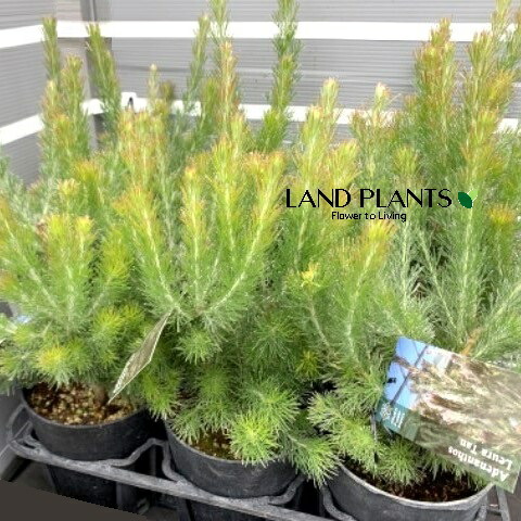 楽天市場】フィリカ・プベッセンス（ワフトフェザー） 5号