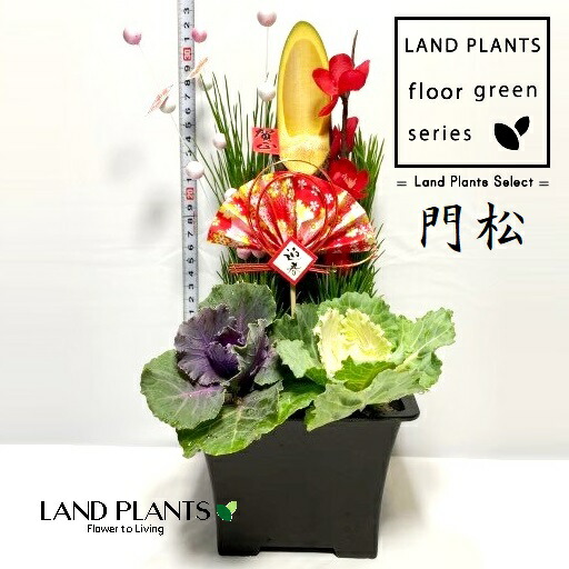 門松★数量限定★ 楽天市場】門松（かどまつ：1本仕立て）30cm 4号 角鉢 1鉢 KADOMATSU