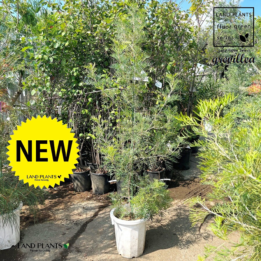 楽天市場】【苗木】 グレビレア（ロブスタ） 5号 ポット苗 1鉢