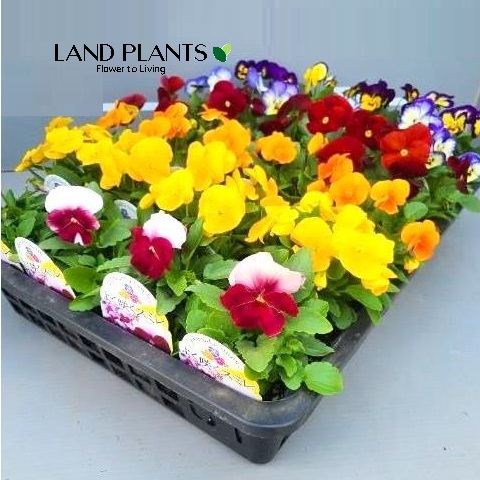 【ケース販売：24入】 パンジー（ヨクサクスミレ） （色：おまかせ） 3号 ポット苗 24鉢 プティシャトン Pansy Viola X wittrockiana