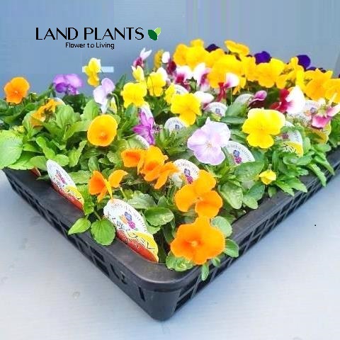 【ケース販売：24入】 パンジー（ヨクサクスミレ） （色：おまかせ） 3号 ポット苗 24鉢 プティシャトン Pansy Viola X wittrockiana