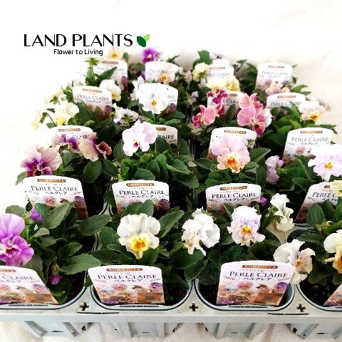 【ケース販売：20入】 パンジー（ペルクレア） （色：おまかせ） 3.5号 ポット苗 20鉢 パンジーぺルクレア Pansy Viola X wittrockiana