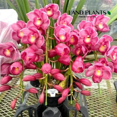 楽天市場】シンビジューム（スイートワッフル・タルト）アーチ仕立て 7