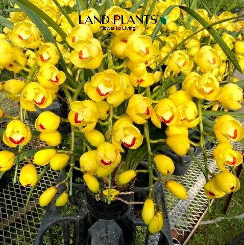 楽天市場】シンビジューム（ビビアン・イエローシャイン）アーチ仕立て