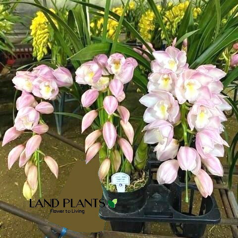 ☆シンビジューム☆ＣＹＭ　マッカナタイヨウ☆アーチ型☆7.5号鉢☆5F☆ 楽天市場】シンビジューム（マッカナタイヨウ）アーチ仕立て 7号