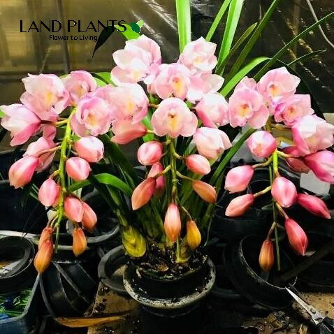 楽天市場】シンビジューム（ビビアン・イエローシャイン）アーチ仕立て